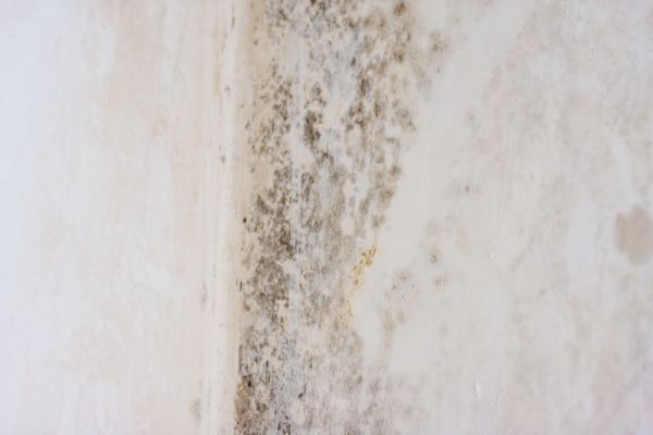 Commercial Mold Removal