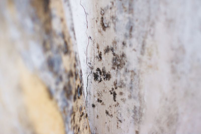 Visible Mold on Surfaces