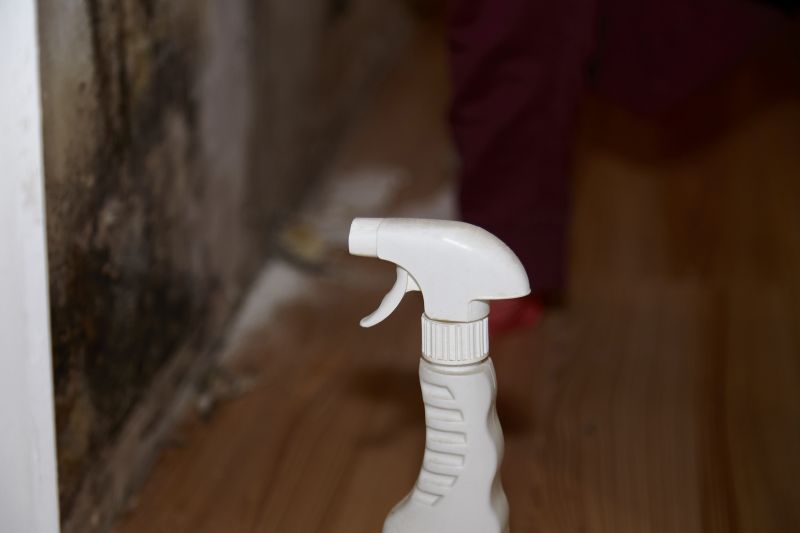 Mold Removal in Broward County, FL