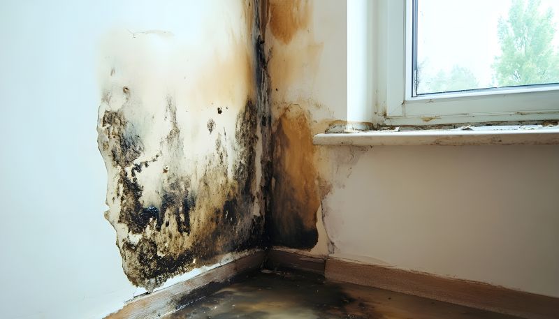White Mold Mitigation in West Palm Beach, FL