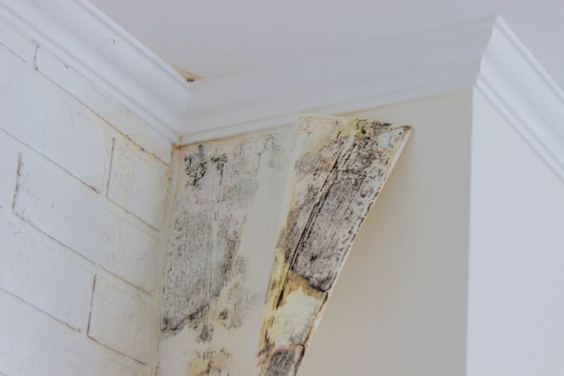 White Mold Mitigation in Fort Lauderdale, FL